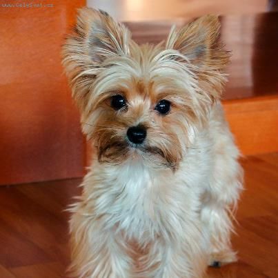 Foto: kryt�- [B] [/B] PROS�M O RADU! [B] [/B] 

mysl�te, �e fenka (mix yourkshire + �