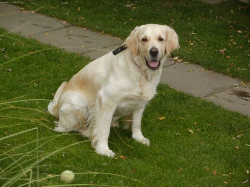 Foto: Pros�m o radu-M�me fenu zlat�ho retr�vra a nev�me jestli je dobr� nech�vat ji kr�t, kdy� 