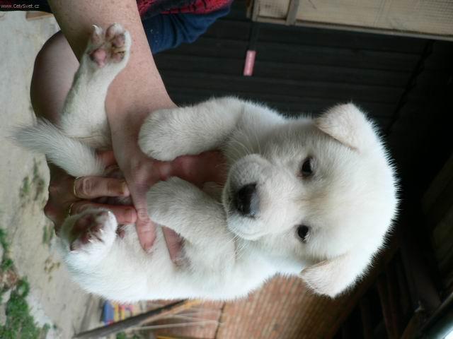 Foto: Akita-inu-Akita inu �t�nata. (nicolleta@seznam.cz)