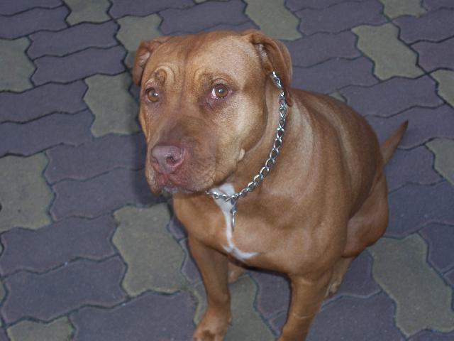 Fotky: Americk� pitbull teri�r (foto, obrazky)