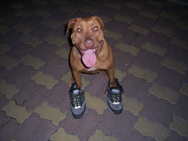 Fotky: Americk� pitbull teri�r (foto, obrazky)