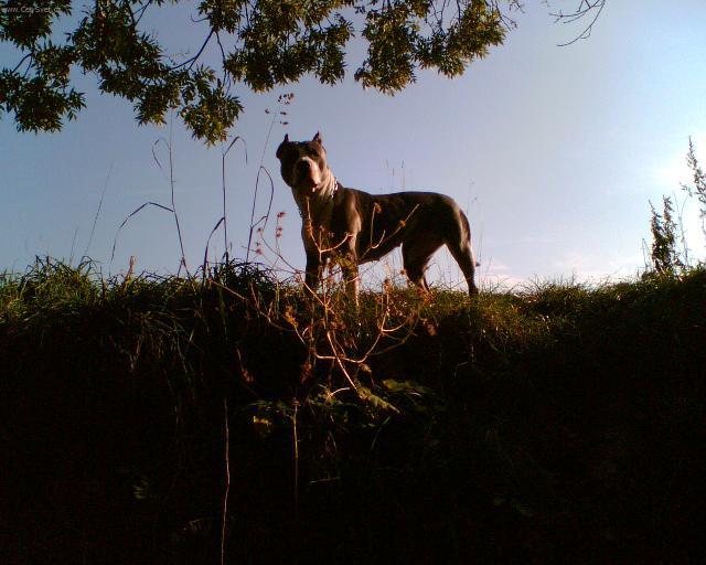 Fotky: Americk� staford�irsk� terier (foto, obrazky)