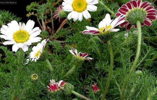 Foto: Anacyclus depressus