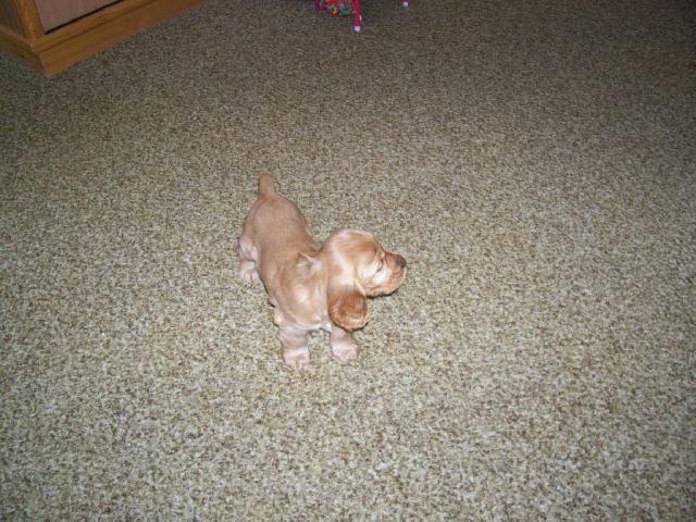 Fotky: Anglick� kokr�pan�l (foto, obrazky)