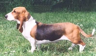 Foto: Art�sko-normandsk� basset