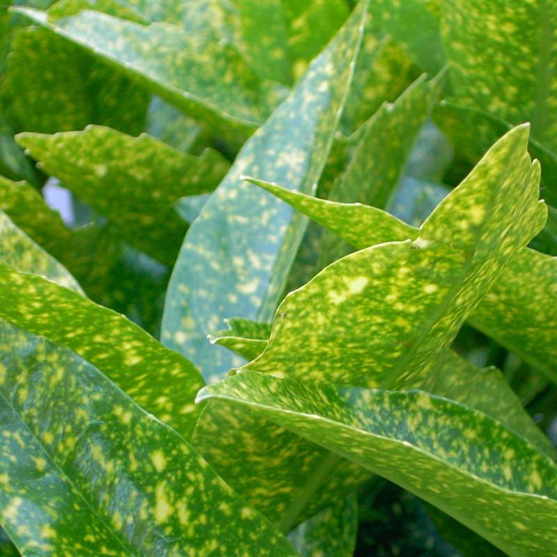 Foto: Aukuba japonsk�