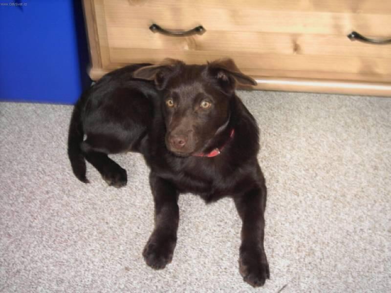 Foto: Australsk� kelpie-Majitelka: Kunstov� Kate�ina