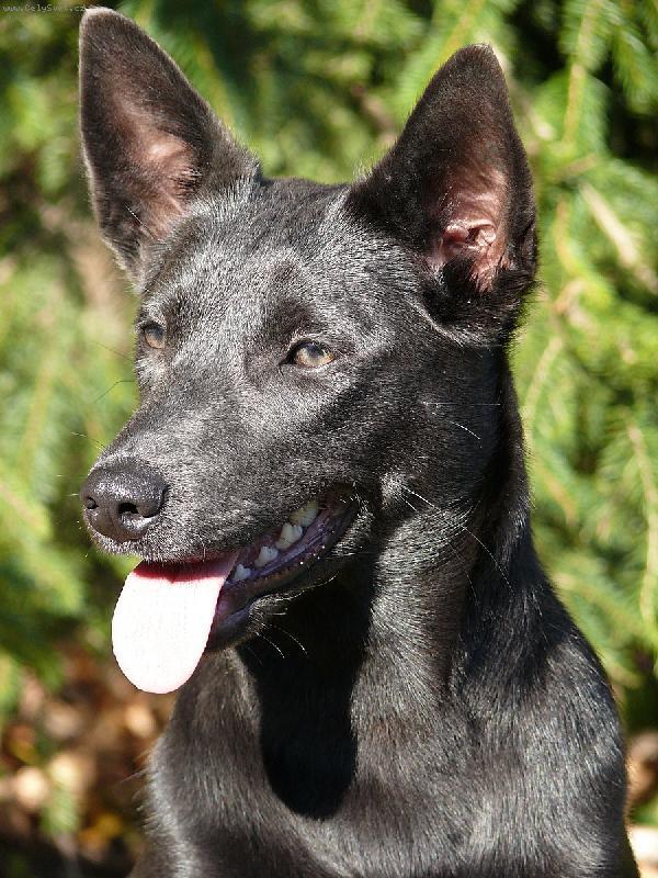 Foto: Australsk� kelpie-Zlat��ka. Majitelka: Poty�ova