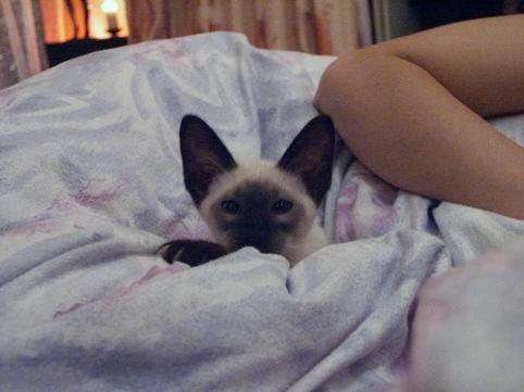 Foto: Balin�ska ko�ka-CHS: Valimaru *Cz