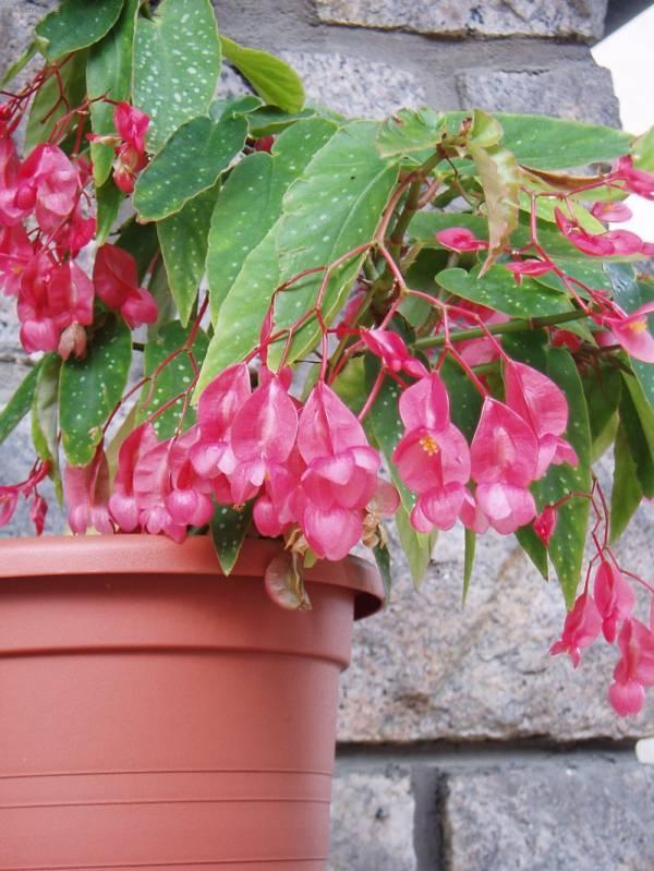 Foto: Begonie, kysaly-Pestitelka: Mayda