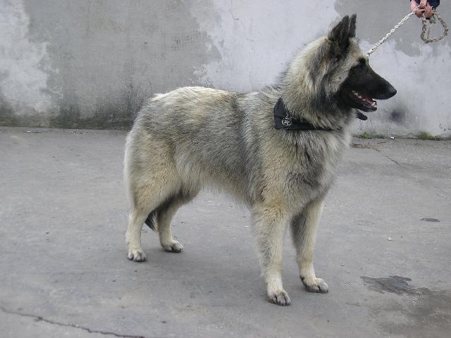 Foto: Belgick� ov��k-��len� Belgi�anda =). Pe�ule