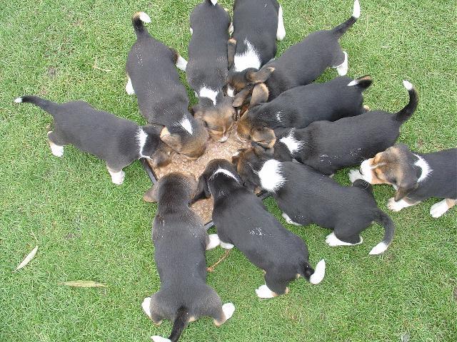 Fotky: B�gl (foto, obrazky)