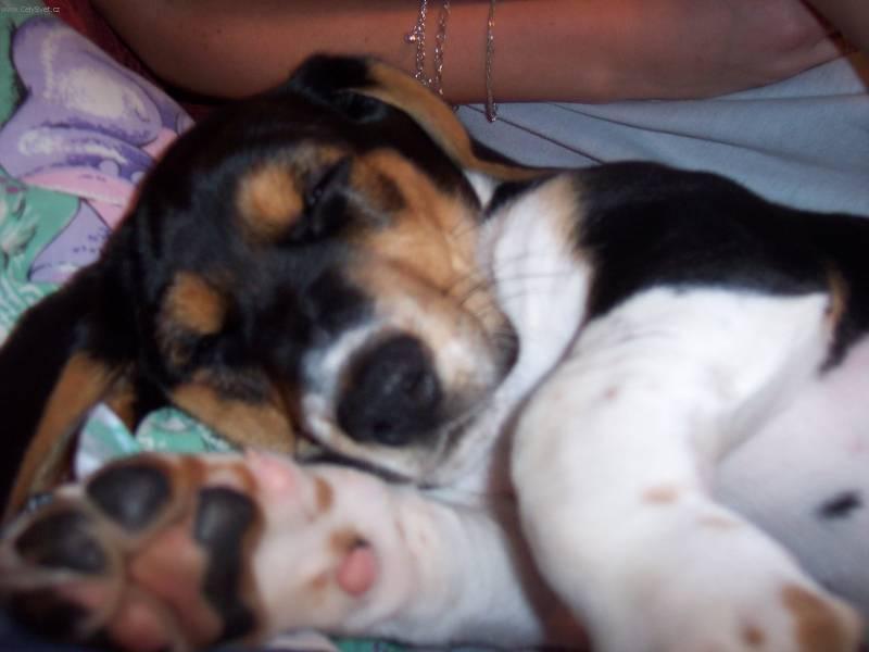 Fotky: B�gl (foto, obrazky)