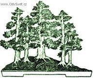 Foto: Bonsaj-Yose-ue