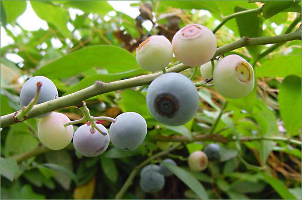 Fotky: Bor�v�� (foto, obrazky)