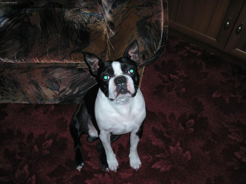 Fotky: Bostonsk� teri�r (foto, obrazky)