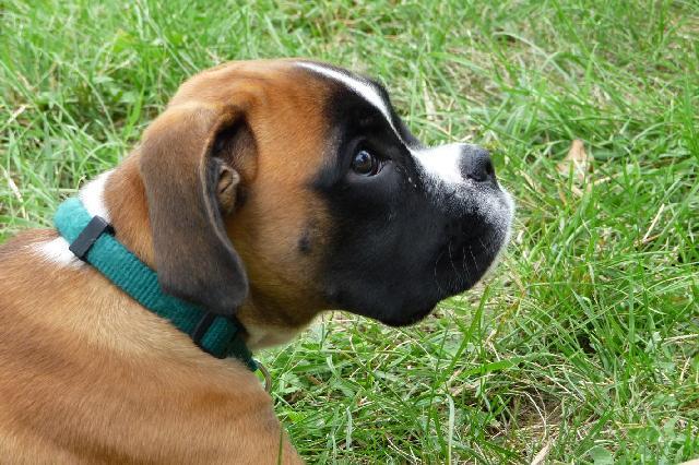 Fotky: N�meck� boxer (foto, obrazky)
