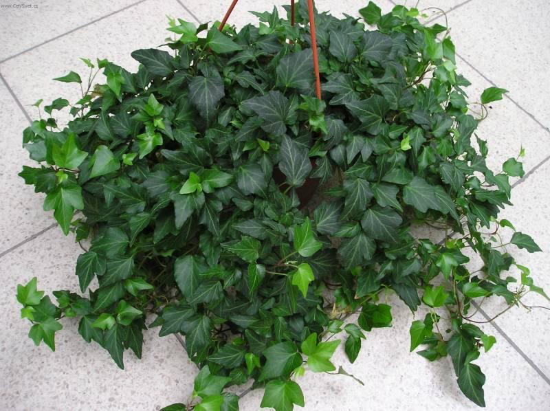 Fotky: B�e�an pop�nav� (foto, obrazky)