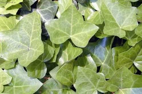 Fotky: B�e�an pop�nav� (foto, obrazky)