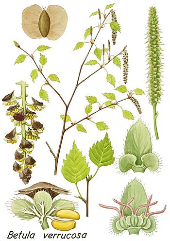 Fotky: B��za bradavi�nat� (foto, obrazky)