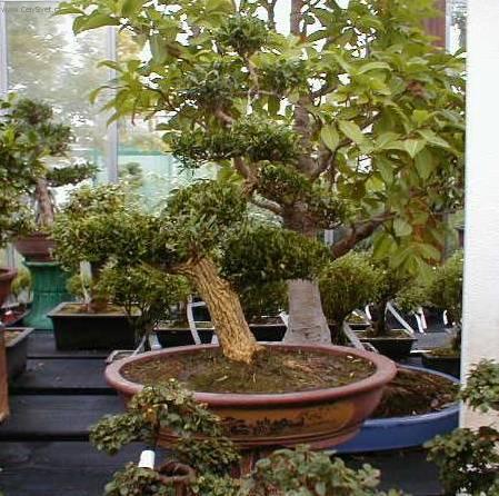 Fotky: Buxus harlandii, buxus microphylla sinica, Zimostr�z (foto, obrazky)