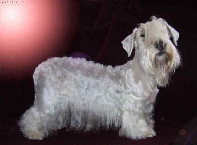 Fotky: �esk� teri�r (foto, obrazky)