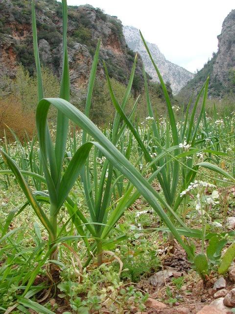 Fotky: �esnek kuchy�sk� (foto, obrazky)