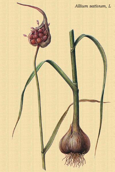 Fotky: �esnek kuchy�sk� (foto, obrazky)