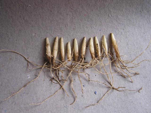 Fotky: �esnek Medv�d� (foto, obrazky)