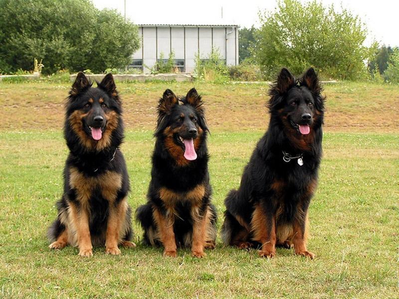 Fotky: Chodsk� pes (foto, obrazky)