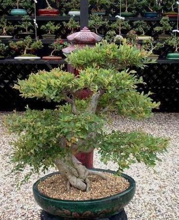 Foto: ��nsk� jilm