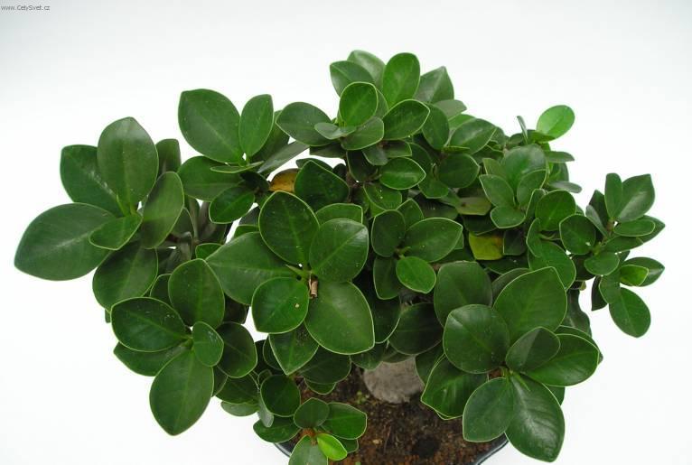 Fotky: ��nsk� pep� (foto, obrazky)