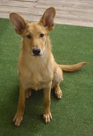 Fotky: �inuk (foto, obrazky)