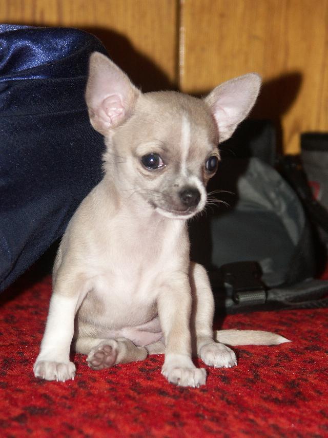 Fotky: �ivava (Alternativn�) (foto, obrazky)