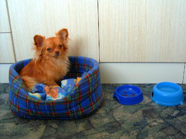 Fotky: �ivava (foto, obrazky)