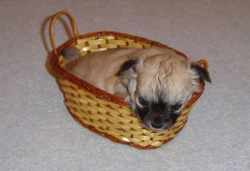 Fotky: �ivava (foto, obrazky)