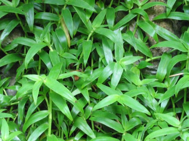 Foto: Cyanotis kewensis