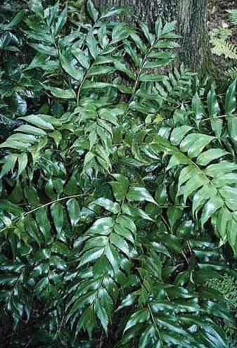 Foto: Cyrtomium, srpovice