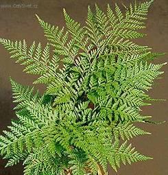 Fotky: Davallie kan�rsk� (foto, obrazky)