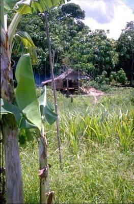 Foto: Ekv�dor-Ecuador - jungle