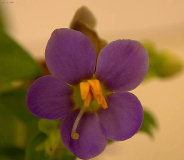 Foto: Exakum, ho�kolist