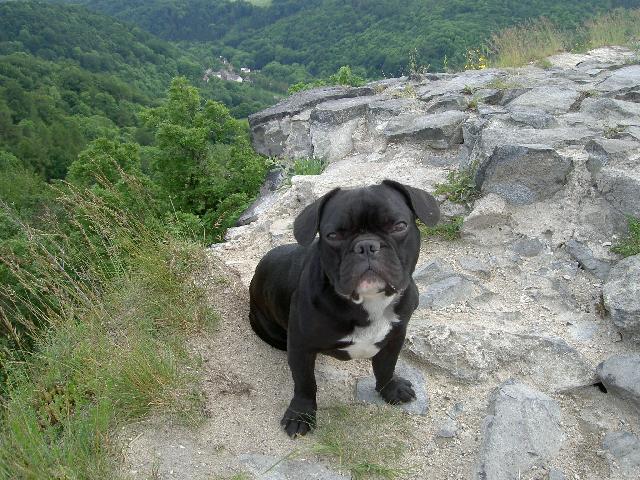 Fotky: Francouzsk� buldo�ek (foto, obrazky)