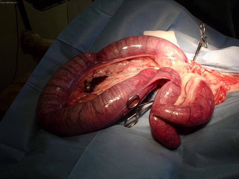 Fotky: Gynekologie (Psi/Ko�ky) (foto, obrazky)