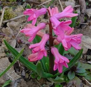 Foto: Hyacint v�chodn�