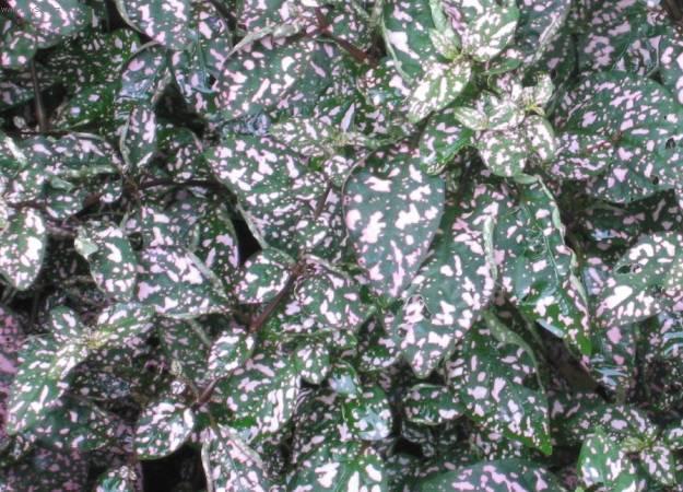 Foto: Hypoestes,  podrostovka