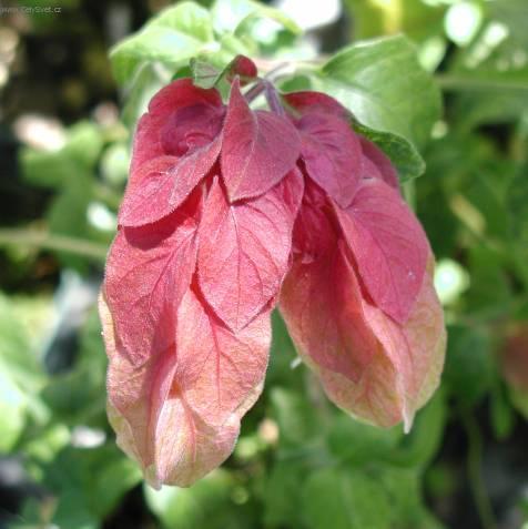 Foto: Jakob�nie, just�cie, pr�venka