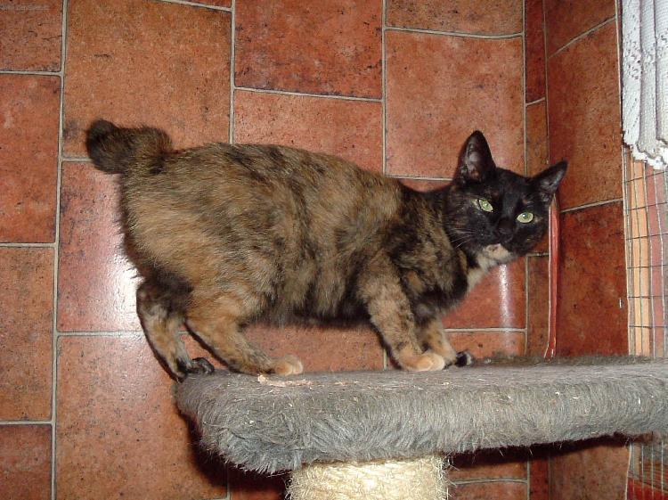 Foto: Japonsk� bobtail