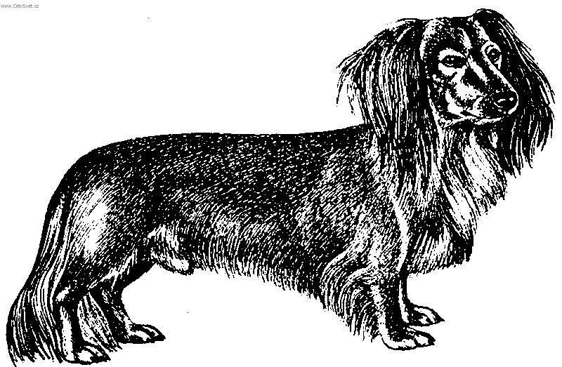 Fotky: Jezev��k (foto, obrazky)