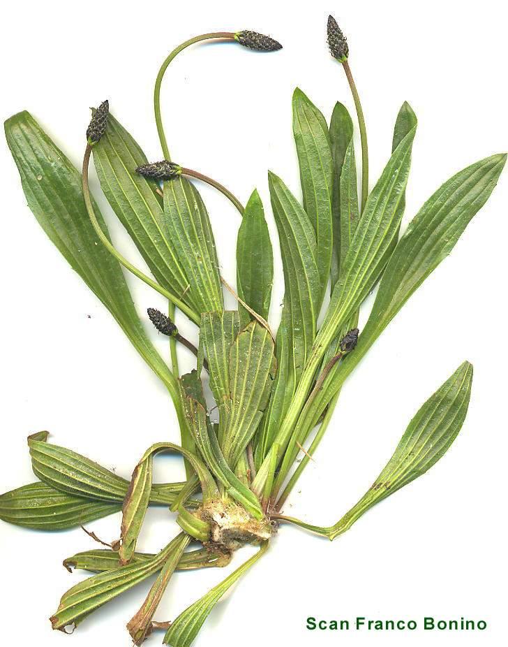 Fotky: Jitrocel Kopinat� (foto, obrazky)