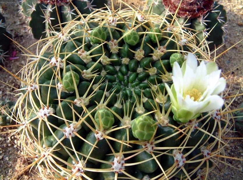 Foto: Kaktus Gymnocalycium